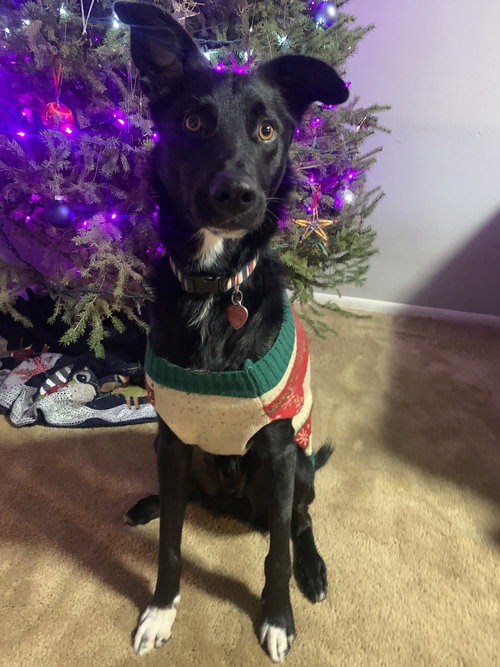 BROCK - Australian Shepherd available for adoption