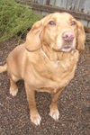 Bailey