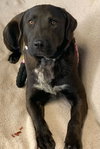 Otis