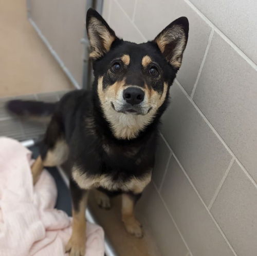 Kenai