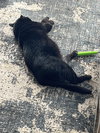 Skippy