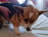 Gladys