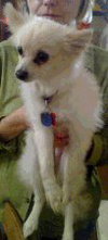 Pipsqueak