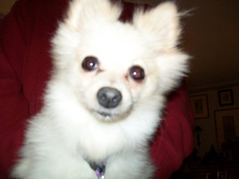 Pipsqueak