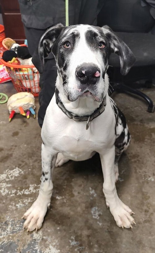 Archie