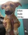 Elliot