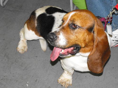 Otis