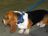 Humphrey