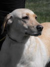 Sunni