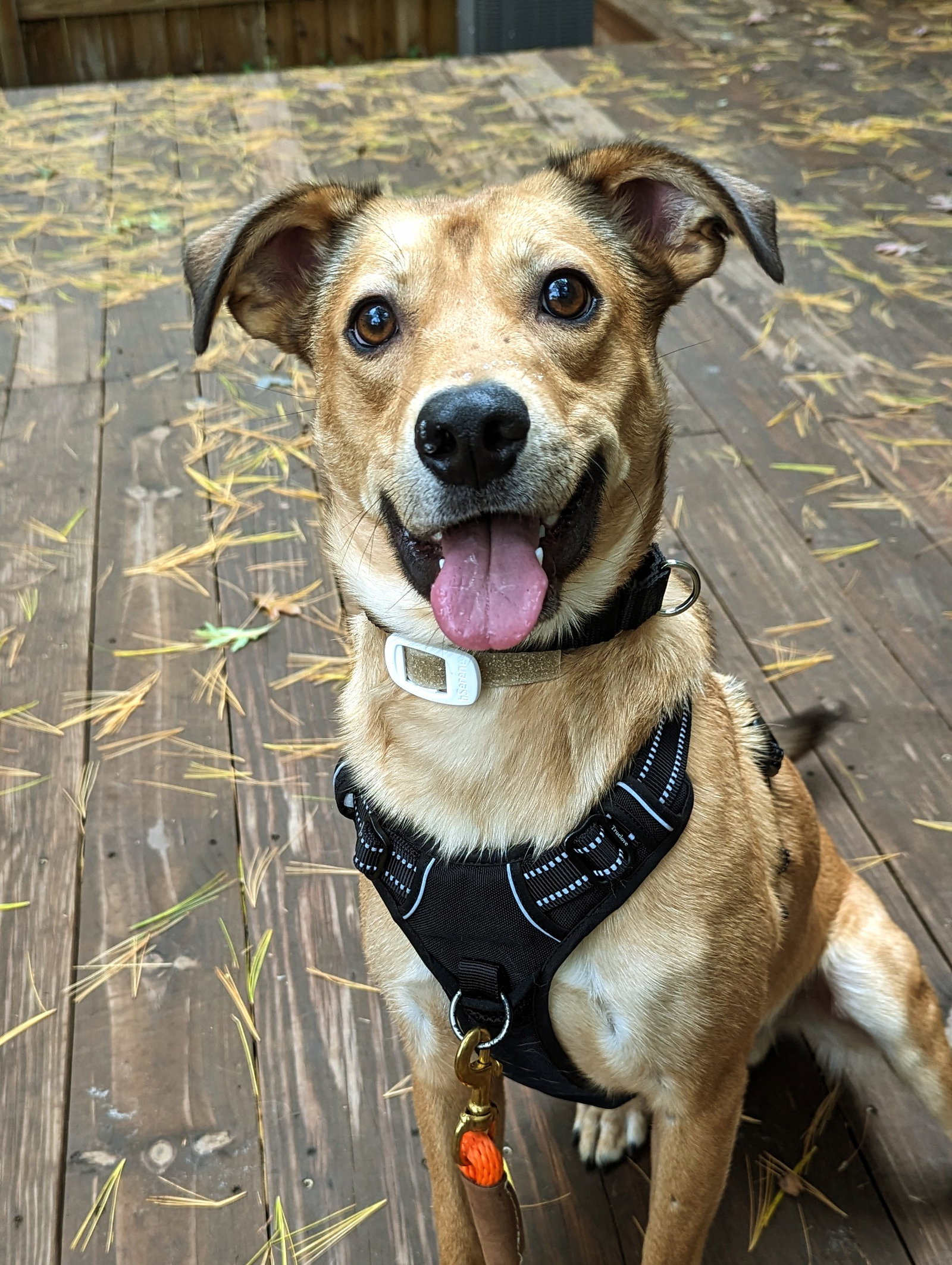 Dog adoption in Minneapolis, MN 55429 Terrier / Mixed Dog "Forrest"