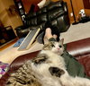 Rosie