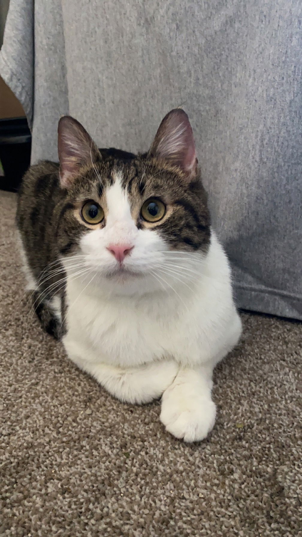 adoptable Cat in Minneapolis, MN named Ranger