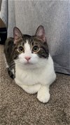 adoptable Cat in minneapolis, MN named Ranger