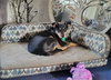Mazie