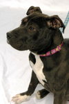 Skyla