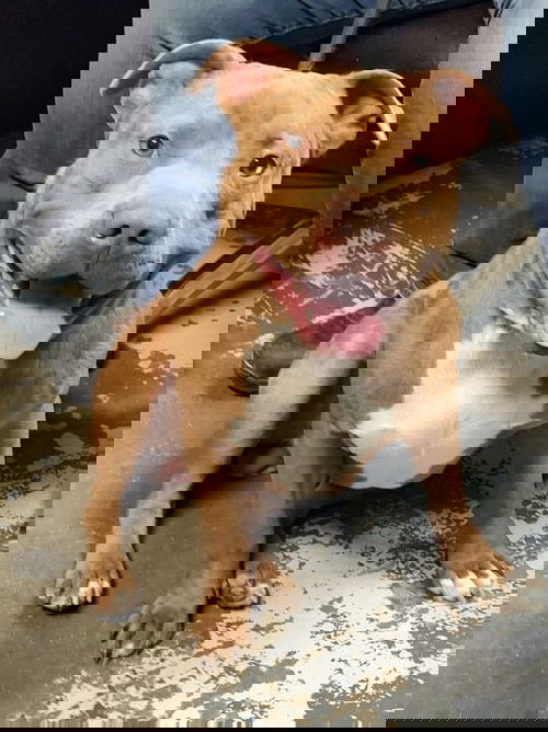 Maddox