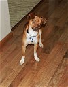 adoptable Dog in minneapolis, MN named Zack