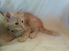 Liono