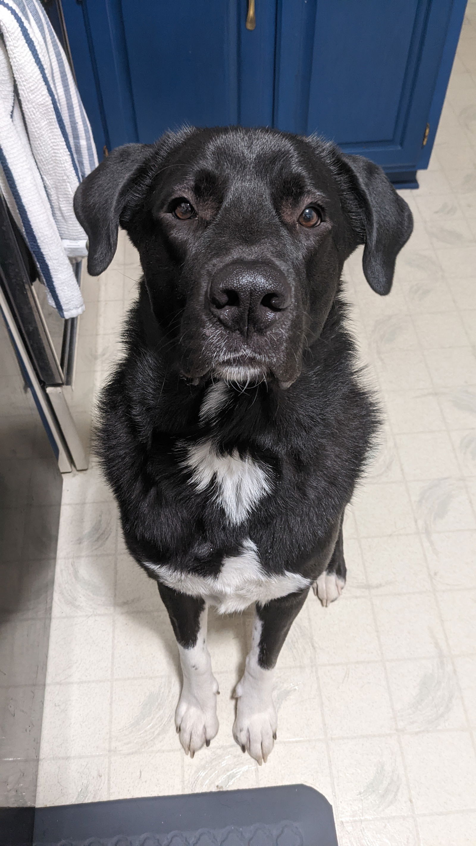 adoptable Dog in Minneapolis, MN named Dwight