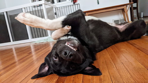 DWIGHT - Great Pyrenees / Border Collie available for adoption