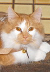 Howard