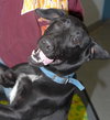 Auggie