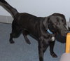 Auggie