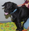 Auggie