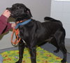 Auggie