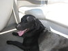 Auggie
