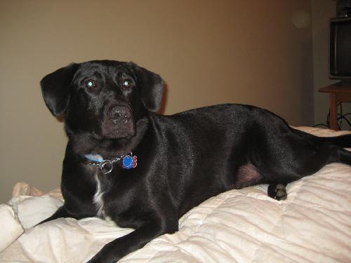 Auggie