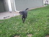 Auggie