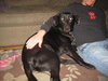 Auggie