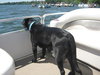Auggie