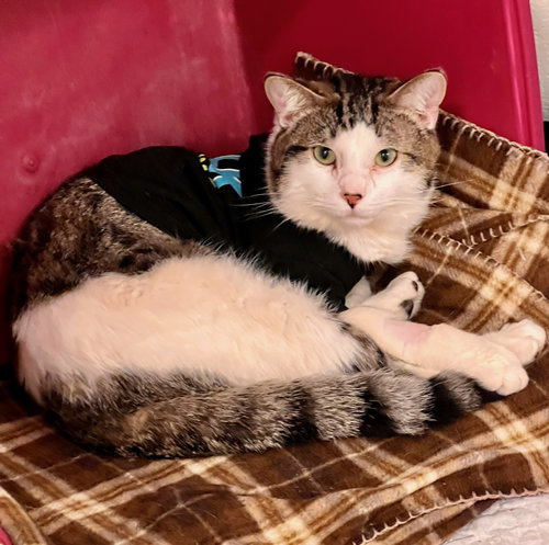 Loki