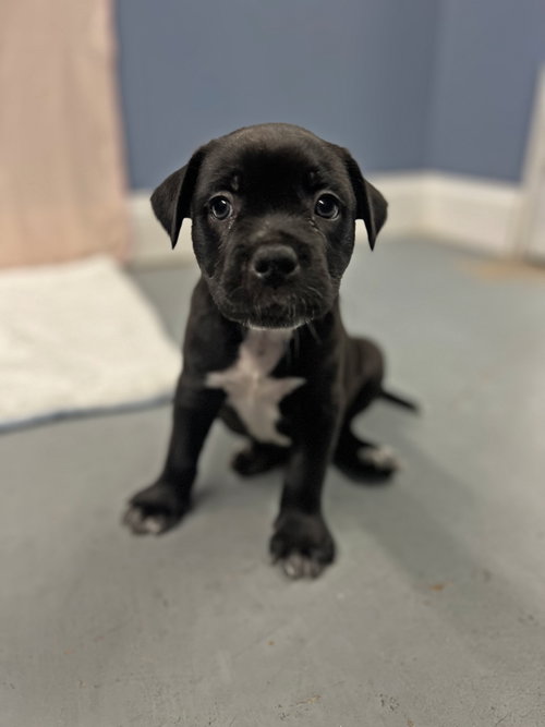 Little Buddy