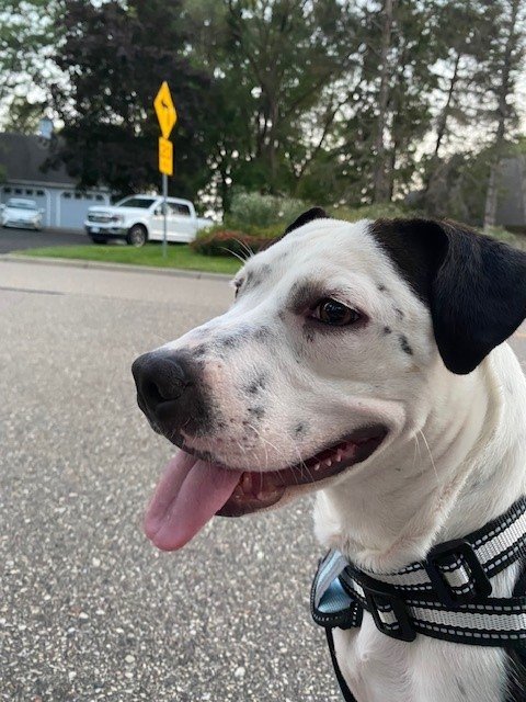 adoptable Dog in Minneapolis, MN named Memphis