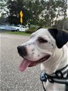 adoptable Dog in , MN named Memphis