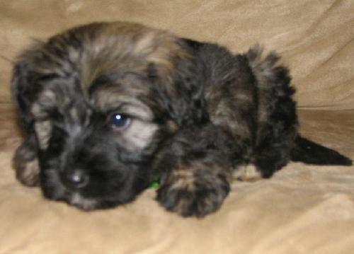 Louie