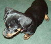 Widget