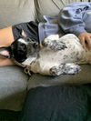 Poppy