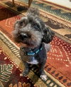 Augie