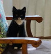Mittens