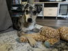 Cannoli