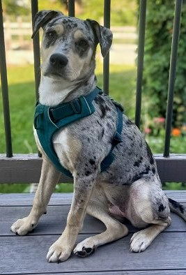 Cannoli