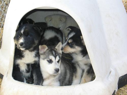 Husky Puppies