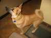 Buddy