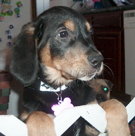 Athena