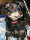 Little Eddy
