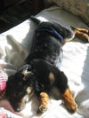Little Eddy
